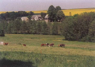 Wiese mit Kühen Oberdorf