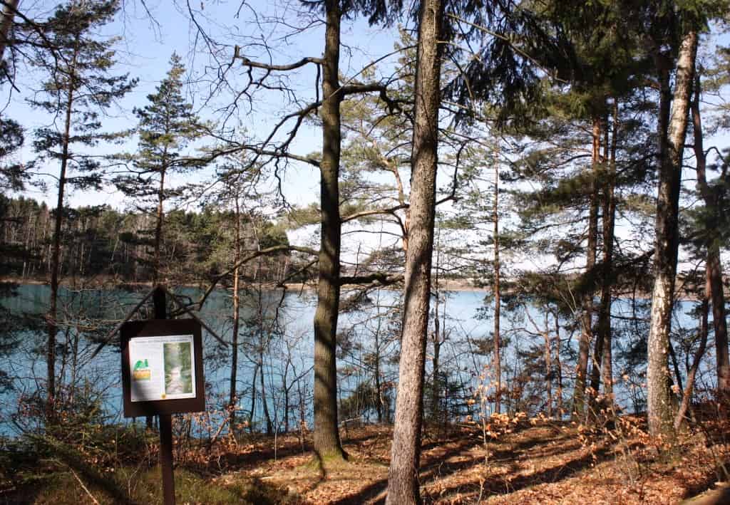 Waldstück am See