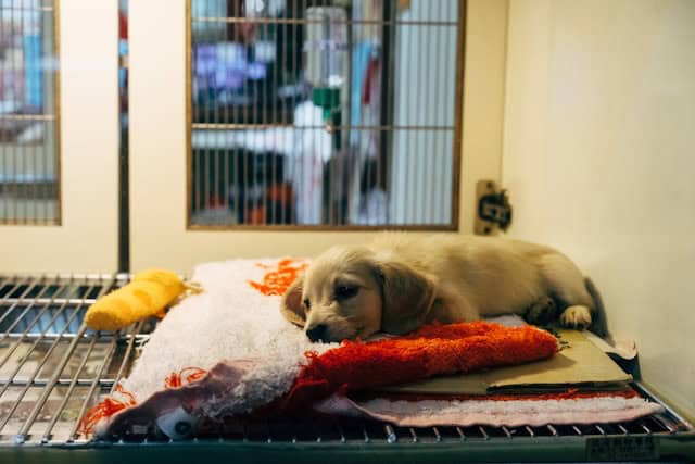 kleiner Hund liegt auf Decke